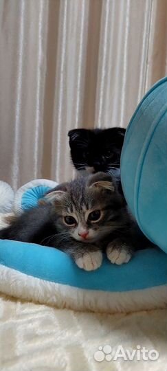 Шотландская вислоухая в добрые руки