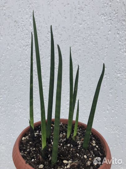 Пилея пеперомиевидная