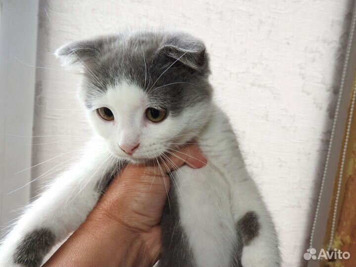 Котик вислоухий в добрые руки