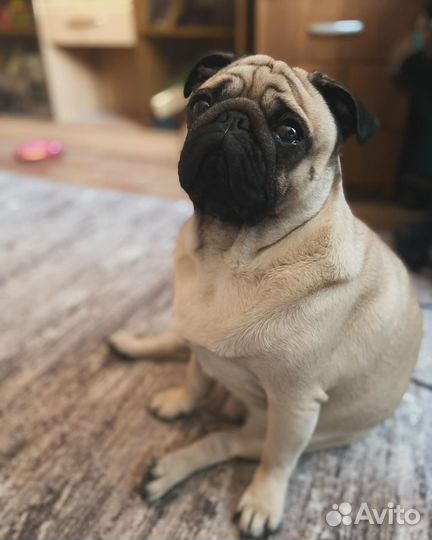 Вязка собак мопс