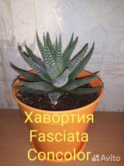 Кактусы и суккуленты