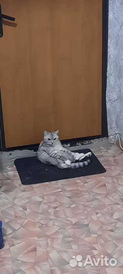 Шотладская кошка