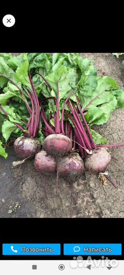 Свёкла столовая