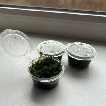 Аквариумное растение