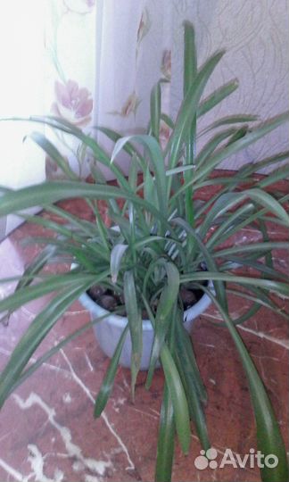 Хлорофитум