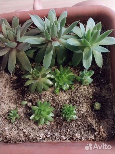 Суккуленты