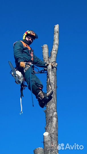 Спил деревьев/Измельчение веток/ Удаление пней