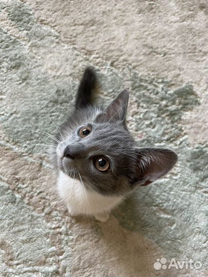 Котенок мальчик, бело-серый
