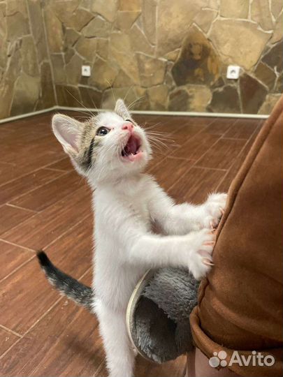 Кошка в дар