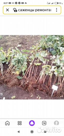 Клубника и Малина ремонтантная