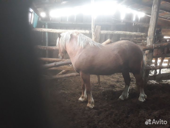 Русский тяжеловоз и першерон