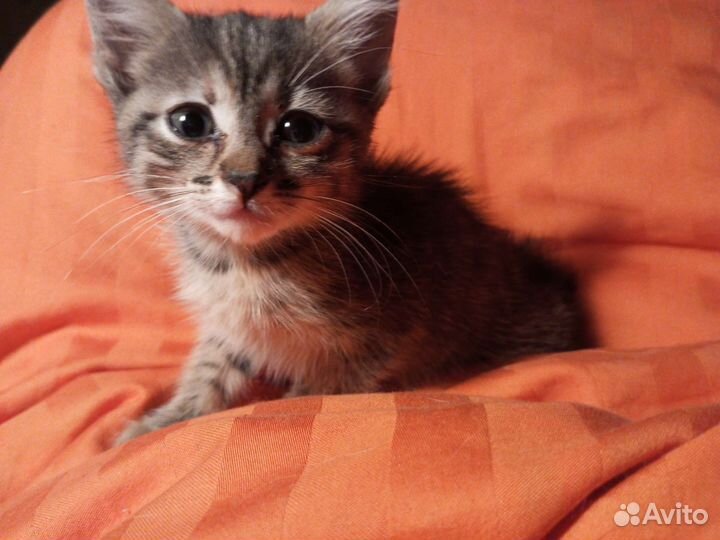 Котенок-крошка(девочка)