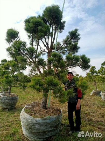 Дерево бонсай