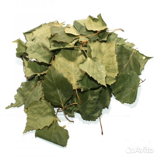 Лист берёзы