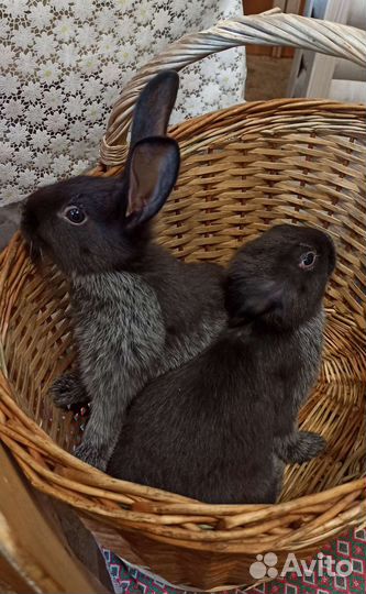 Кролик Серебристый (Полтавское серебро)