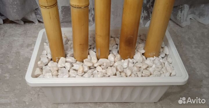 Бамбуковое дерево