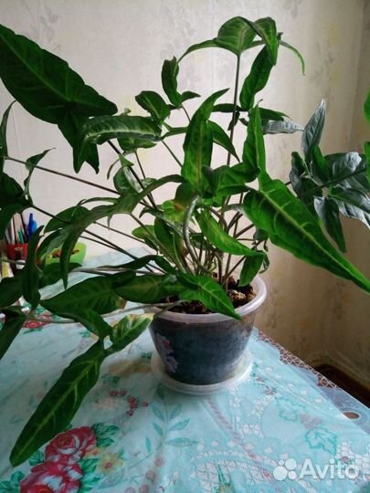 Комнатное растение - сингониум ушастый