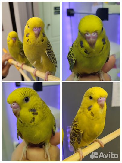 Волнистые попугаи чехи