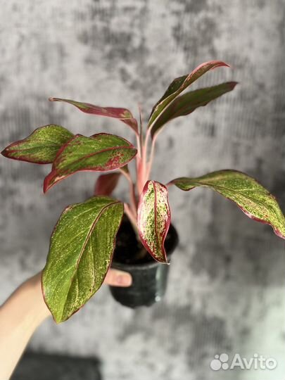 Алоказия Хойя Аглонема Фикус Абиджан спатифилиум