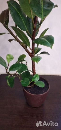 Фикус большой