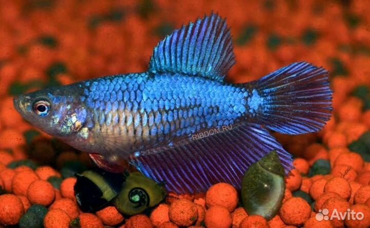 Самка петушка курочка супердельта Аквариумные