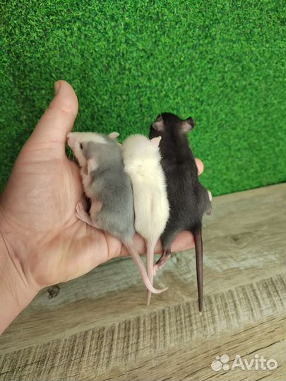 Крыса Дамбо и Дамбо Рекс