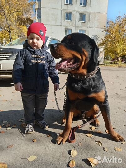 Вязка ротвейлера
