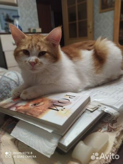 Отдам бесплатно котика