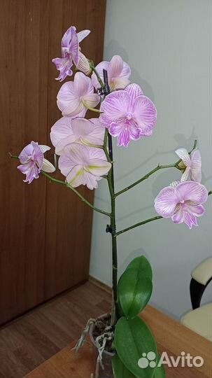 Орхидея Биг Лип