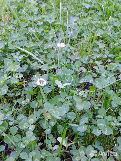 Газон цветущий с клевером