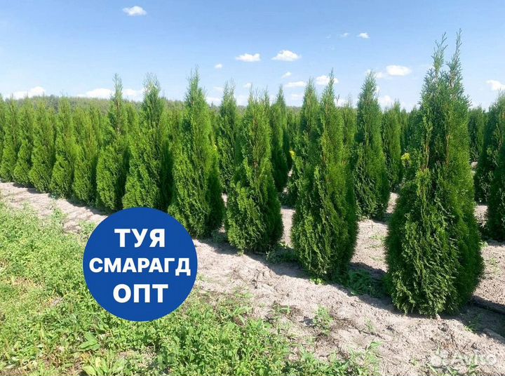 Туя смарагд рост 194,5 см /опт 150 шт