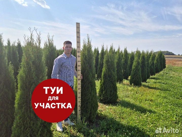 Туя смарагд рост 208 см /опт 150 шт