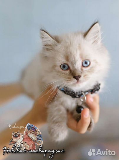 Невский маскарадный кот