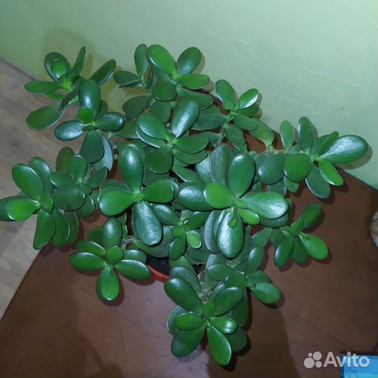 Денежное дерево (Толстянка)