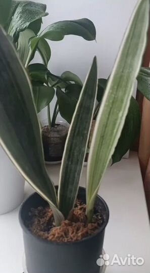 Сансевиерия сортовая