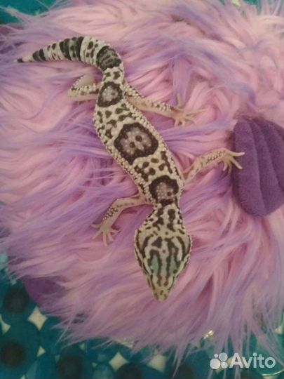 Эублефары иранские 2022 и 2021