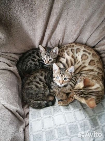 Бенгальская