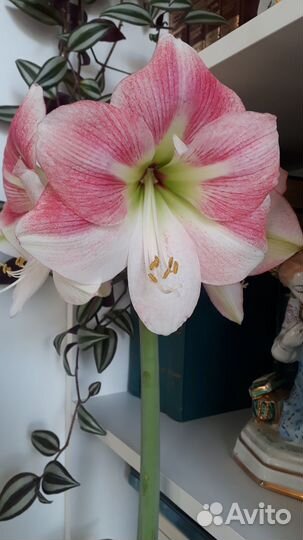 Гиппеаструм сортовой 