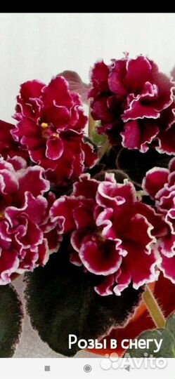 Фиалка детки, укорененные листики