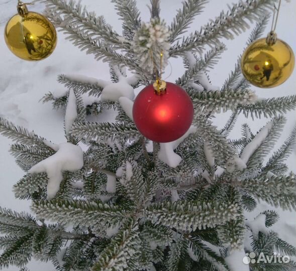 Пихта корейская 130 - 160 см