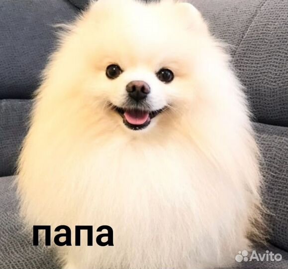 Шпиц