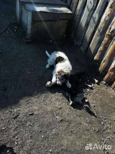 Отдам в добрые руки