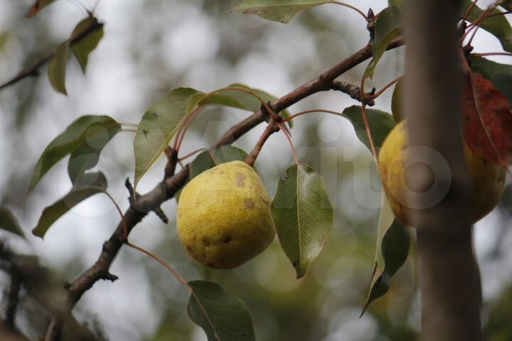 Участок 7 сот. (СНТ, ДНП)