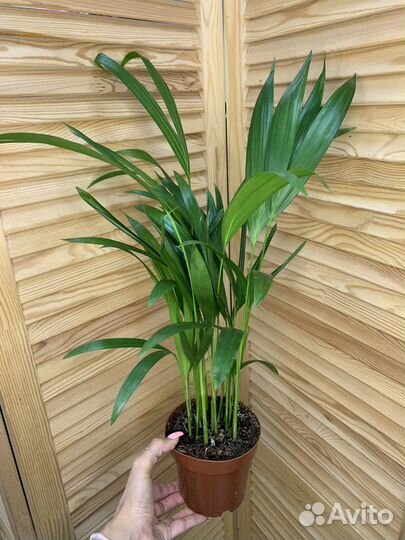 Пальма Арека 50 см