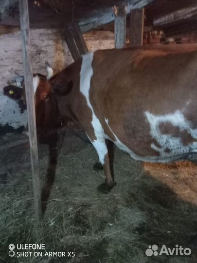 Корова дойная