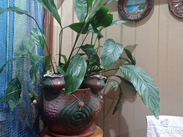 Спатифиллум