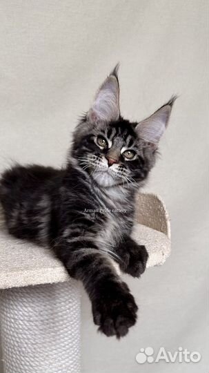 Котята мейн кун из питомника