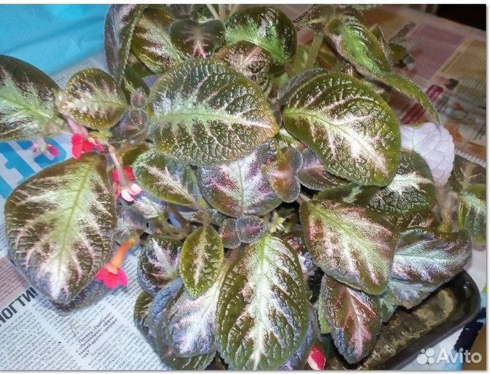 Излишки эписции