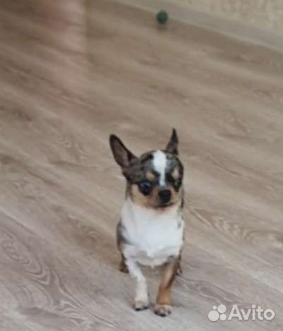 Мерле чихуахуа