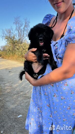 Щенки в хорошие руки